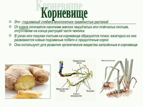 Как наказывается кража