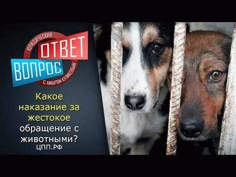 Административная ответственность за издевательства над животными