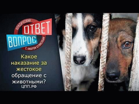 Что делать, если вы стали свидетелем жестокого обращения с животными?