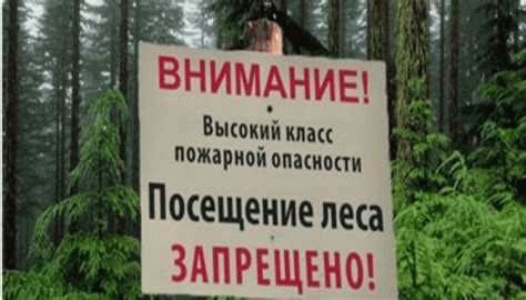 Ограничения на посещение лесов